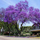 Paulownia Elongata Semințe Paulonia (copac împărătesc)ς 30buc