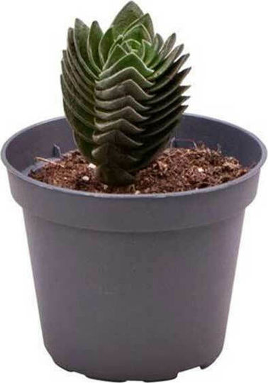 Crassula 'buddha's Temple' 6cm