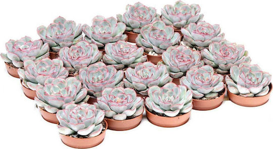 Echeveria Mystery Echevmystery5.5