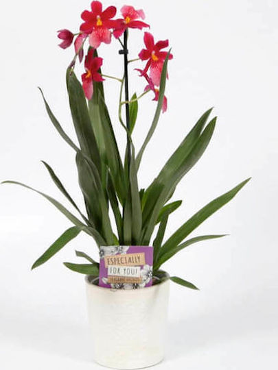 Airplants Ορχιδέα Burrageara Nelly Isler Orchideen Höhe 45cm