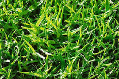 Evotris 21 Villa Seeds Scutch Grass 2.0kg