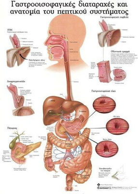 Ανατομικός Χάρτης: Οισοφαγικές Διαταραχές και Ανατομία του Πεπτικού Συστήματος