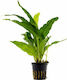 SonGrow Microsorum Pteropus Pot Живо Аквариумно Растение Microsorum
