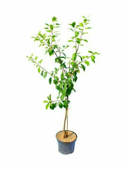 OEM Δαμασκηνιά Δέντρο (Prunus domestica) - 12 lt - 8-10