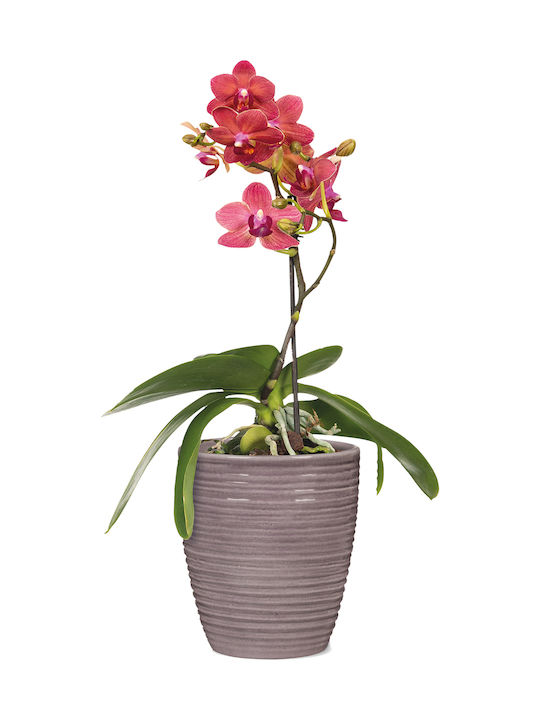 Scheurich Orchid-Glass Malva 669