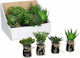 Supergreens Artificial Plant in Small Pot Cactus Παχύφυτο Green 11cm 1pcs