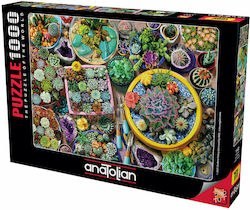Anatolian Kleine Kaktoi Puzzle 2D 1000 Teile Anatolian Kleine Kaktoi Puzzle 2D 1000 Teile