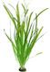 Dennerle Vallisneria Australis Gigantea Ζωντανό Φυτό Ενυδρείου Vallisneria Αmericana Australis