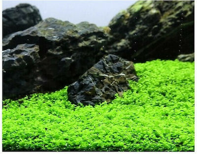 Misirlis Aquarium Micranthemum Monte Carlo Lebende Aquariumspflanze Johanniskraut 12938