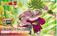 Namco - Bandai Dragon Ball Broly Super-Saiyajin...