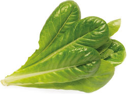 Click and Grow Romaine Lettuce Plant Pods Lettuce