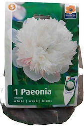 Peony bulb White