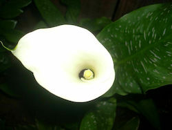 Gemma 815577 Seeds Calla