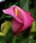 Gemma 816277 Seeds Calla