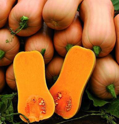 Sakata Σπόροι Κολοκύθας Butternut 1000τμχ