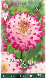 Gemma Dahlia Seed 10026