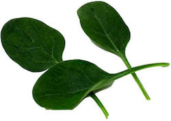 Spinach Baby Leaf | 10 gr