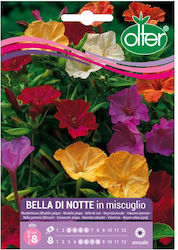 Evening Primrose Bella Di Notte Seed | 1 pcs