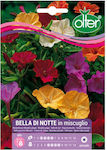 Evening Primrose Bella Di Notte Seed | 1 pcs