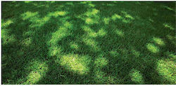 Festuca Starlett lawn 50gr