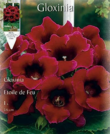 Gemma Семена Gloxinia Червена