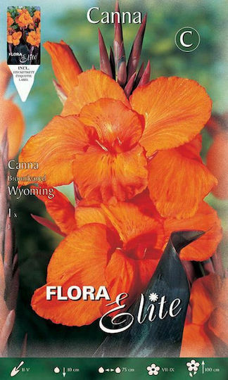 Gemma Canna Wyoming 819421 Seeds Canna Orange