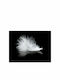 Fototapet de Perete 400x309cm White Feather Tesatura Neagră