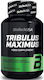 Biotech USA Tribulus Maximus 1500mg 90 Registerkarten