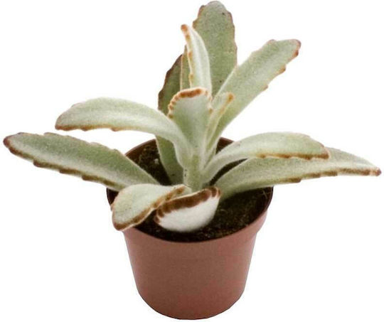 Kalanchoe Tomentosa 5.5cm