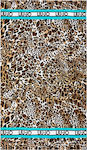 Liu Jo Γυναικείο Animal Print Va214 Strandtuch Baumwolle Animal Print 190x50cm.