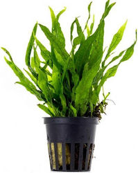 SonGrow Microsorum Mini Pot Microsorum Live Aquarium Plant 64191