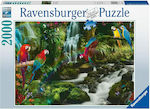 Colourful Parrots in the Jungle Puzzle 2D 2000 Pieces