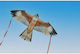 Spiderkites Χαρταετός Ready to Fly Υφασμάτινος με Σπάγγο & Τσάντα Αποθήκευσης 70x70εκ 1τμχ