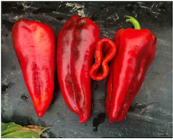 Pepper Mankap F1 | 1000 seeds