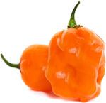 Πορτοκαλί Χαμπανέρο (Habanero Pepper) - 20 Σπόροι