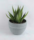 Supergreens Plantă Artificială în Ghiveci Mic Aloe Green 14cm 1buc