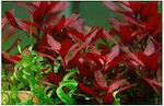 Misirlis Aquarium Ludwigia Repens Rubin(ΦΠ) Lebende Aquariumspflanze Ludwigia Palustris 11545