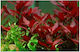 Misirlis Aquarium Ludwigia Repens Rubin(ΦΠ)