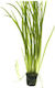 Misirlis Aquarium Vallisneria Spiralis Tiger(φπ)
