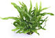Aquaflora Pteropus Petite Pot Живо Аквариумно Растение Microsorum