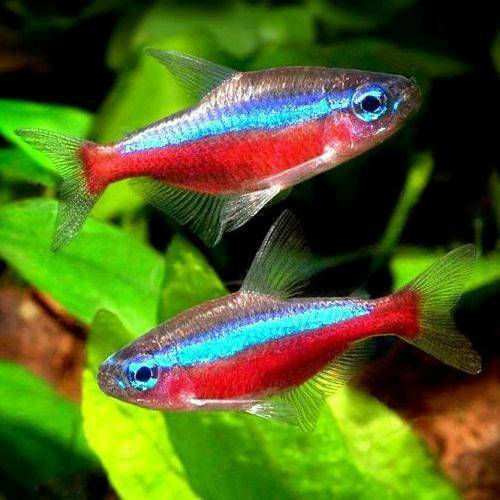 Ζωντανα Kaρδιναλιοι Τετρα Amazon Mini 2.5 - 3.0 cm