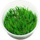 Vesicularia Dubyana Christmass Moss Vitro Lebende Aquarium Pflanzen