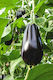Agrotikos Oikos Spyrou Seeds Aubergine Bartok 500pcs
