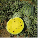 Γενική Φυτοτεχνική Αθηνών Κίτρινο F1 Seeds Watermelon 10pcs