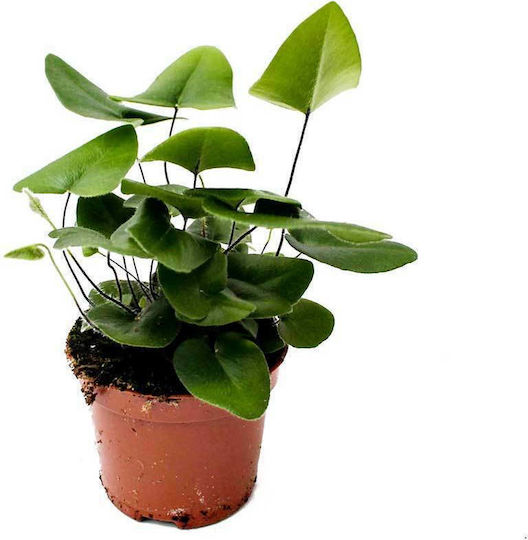 Hemionitis Arifolia 8.5cm