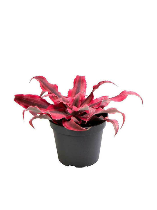 Green Leaf Plant Super Pink Height 5.5buc