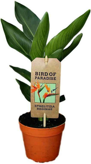 Сукулент Reginae STRELITZIA 13CM Сукулент Reginae STRELITZIA 13CM