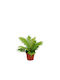 Blechnum 'silver Lady' 12cm