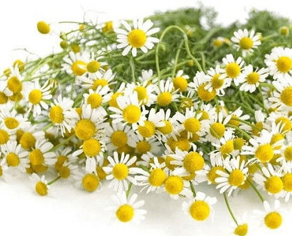 Geniki Fytotechniki Athinon Seeds Chamomile