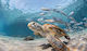 Dimcol Αντιολισθητικό Πατάκι Μπάνιου Sea Turtle 261 33463058005 Πολύχρωμο 50x85εκ.